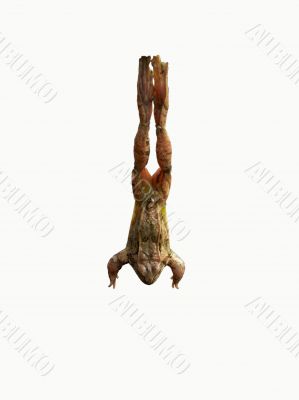 Jump of a frog
