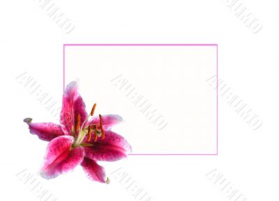 Lilies by easter 2