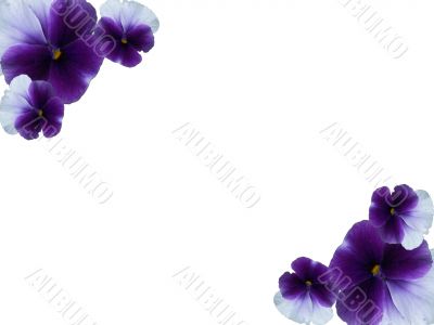 Dark blue pansies