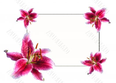 Lilies by easter 5