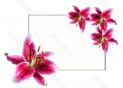 Lilies by easter4