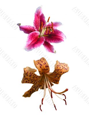 lily .