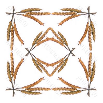 Framework from ears of wheat