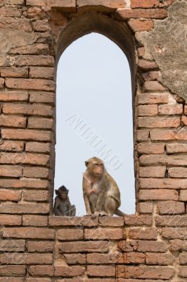 Monkeys in the Window