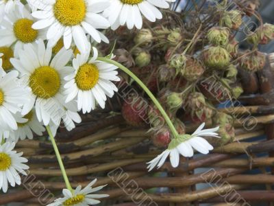 Field gift
