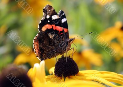 The butterfly on a yellow flower