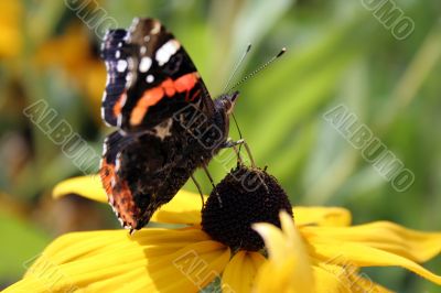 The butterfly on a yellow flower