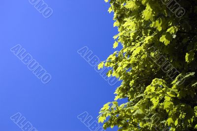 Green leaves on a background of the dark blue sky
