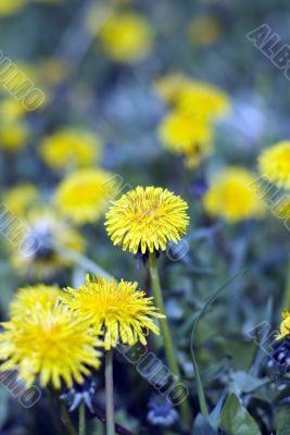 dandelion by springtime