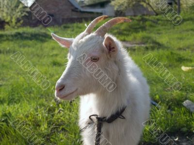 The goat