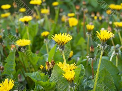 Dandelions