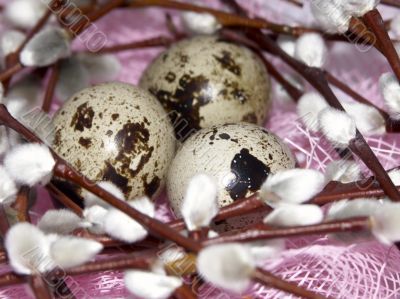 Willow and eggs 2