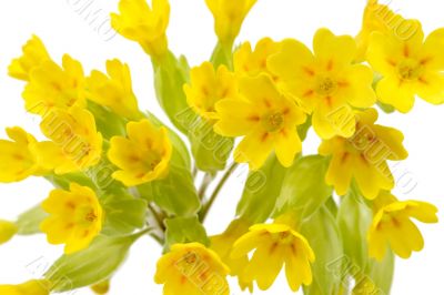 Cowslip