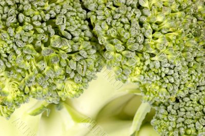 Background of broccoli