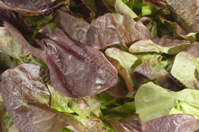 Lettuce