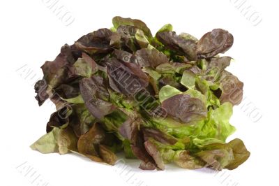 Red Lettuce