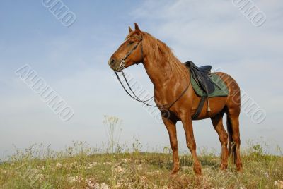 brown stallion