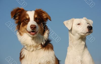 two friends dogs