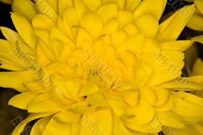 chrysanthemum