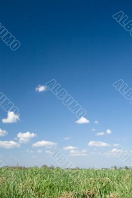 summer background