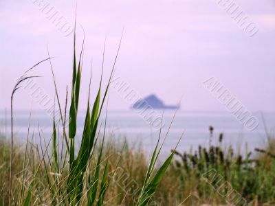 Herbs and sea