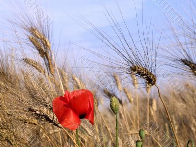 Poppy and wheat