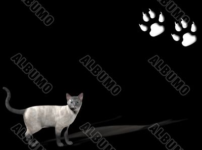 Cat background