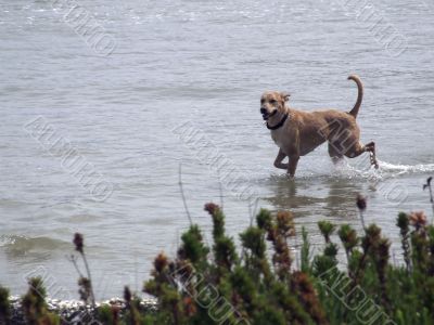 Dog running in the sea