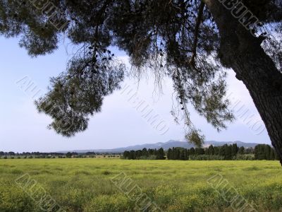 Rural landscape