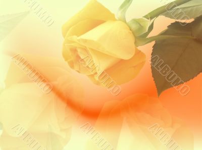 Yellow roses backdrop