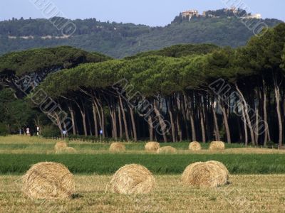 Rural landscape