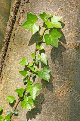 green ivy