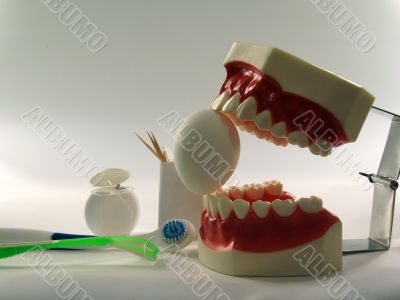 teeth model