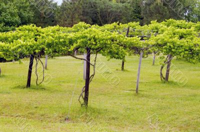 Vineyard