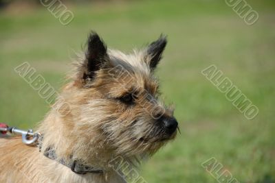 cairn terrier