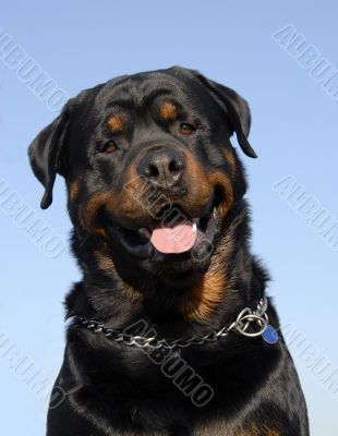 rottweiler