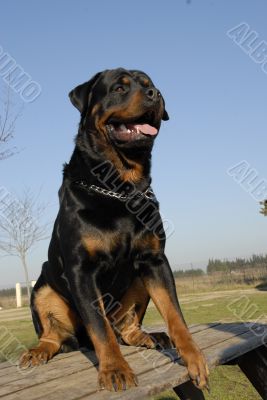 rottweiler