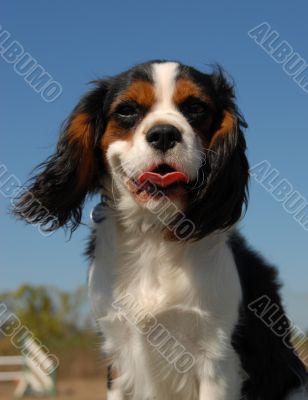 cavalier king charles