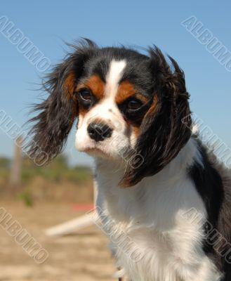 cavalier king charles