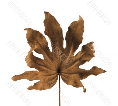 Dry Leaf