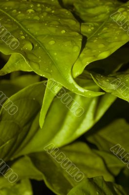 Wet Green Leaves