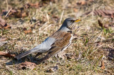 fieldfare (turdus pilaris)