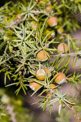 berries of a juniper