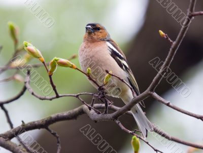 chaffinch
