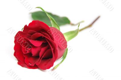 Red rose