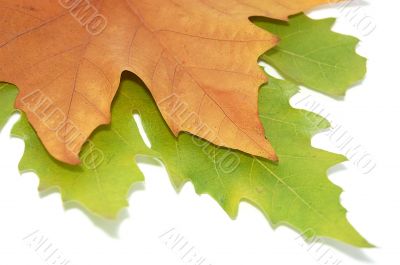 Two leaves