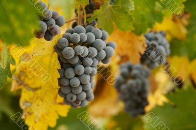 Grapes & Vines