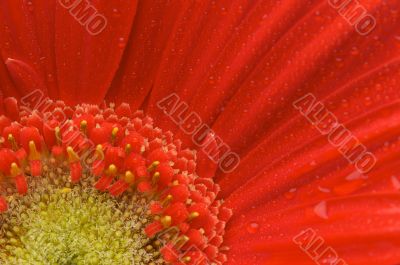 Macro Red Gerber Daisy with Water Drops