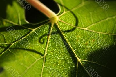 Beautiful Grape Leaf