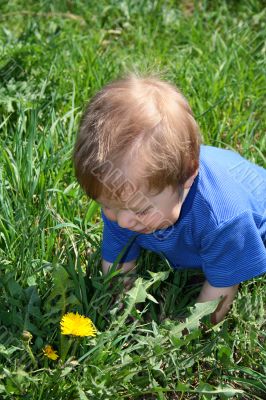 Child with the dandelion